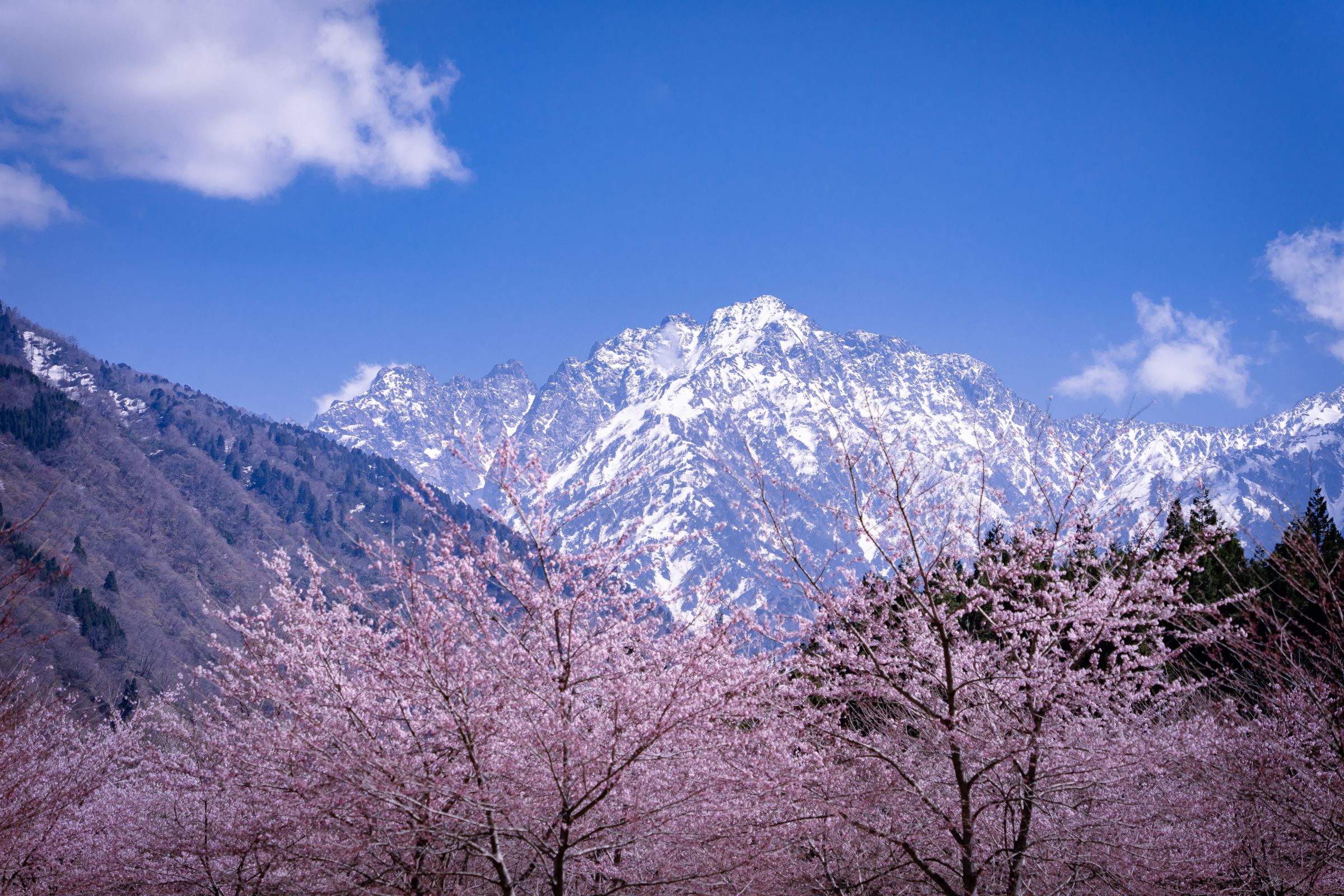 桜花 大和 峯風 睦月 joumine-fuyuzakura01.jpg?fit=