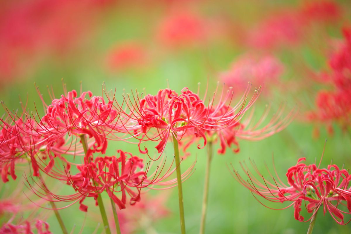 シグマ APO 50-150mm F2.8IIEX DC HSM デジタル専用ペンタックス用 APO 50-150mm F2.8IIEX DC HSM PA 6g7v4d0 Sigma 50-150mm f/2.8 II EX DC HSM APO Zoom Lens for Canon