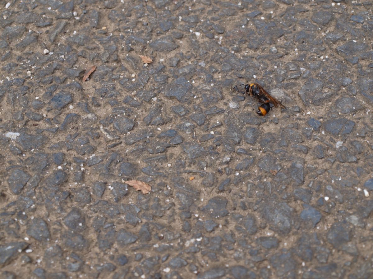 孤独死 動物 虫 昆虫 Ganref