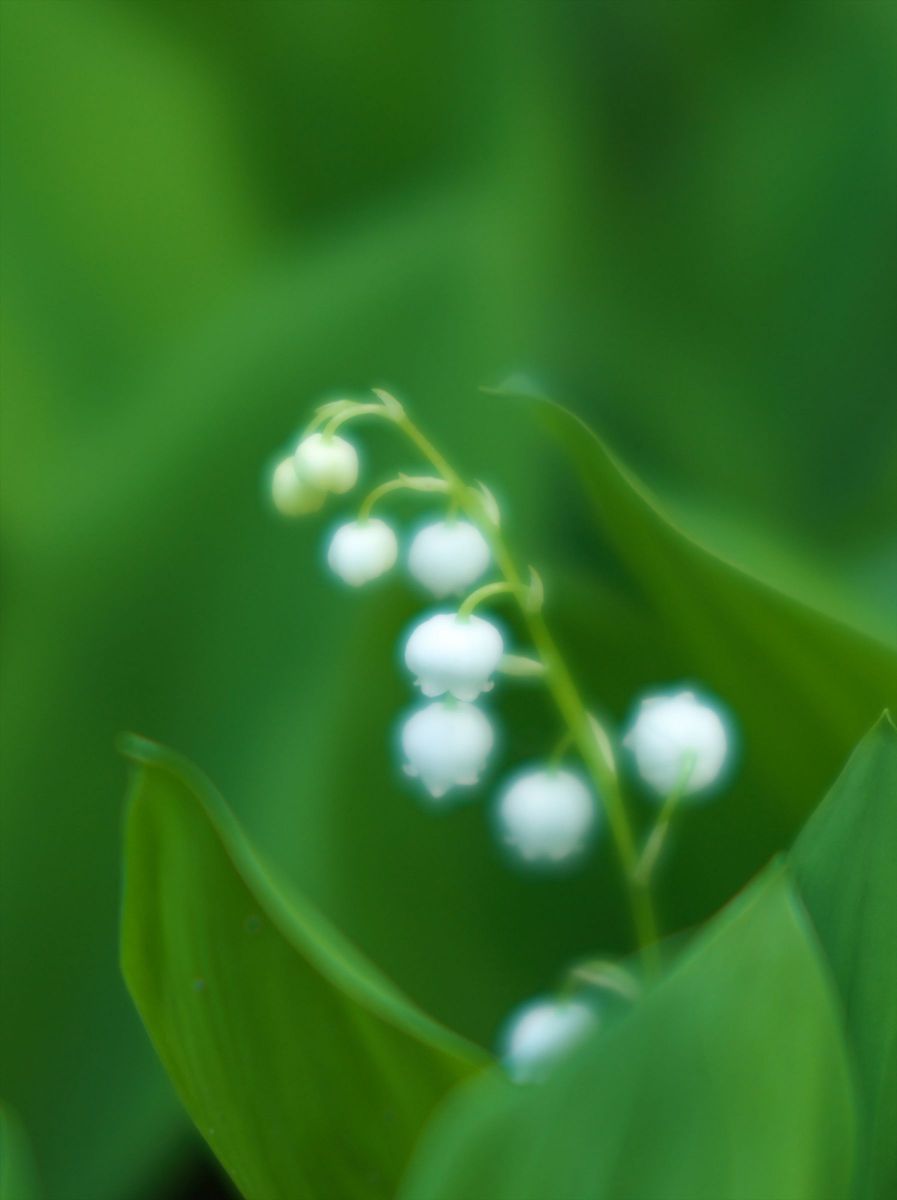 鈴蘭 植物 花 花びら Ganref