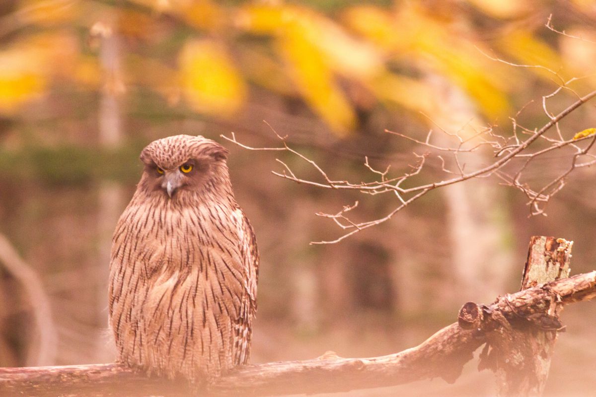 物思いにふける夕暮れ 動物 鳥類 Ganref