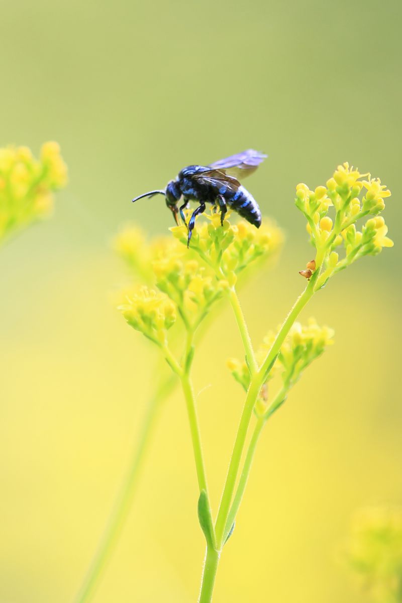 ピカピカしないブルービー 動物 虫 昆虫 Ganref