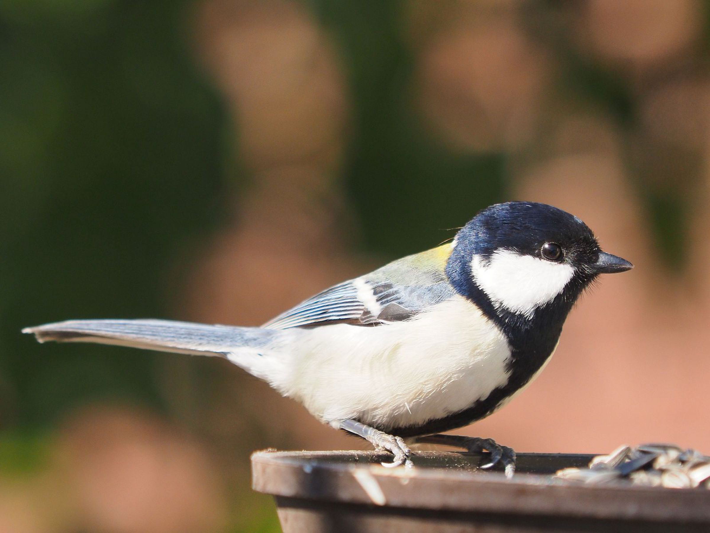 シジュウカラ（オス） | GANREF