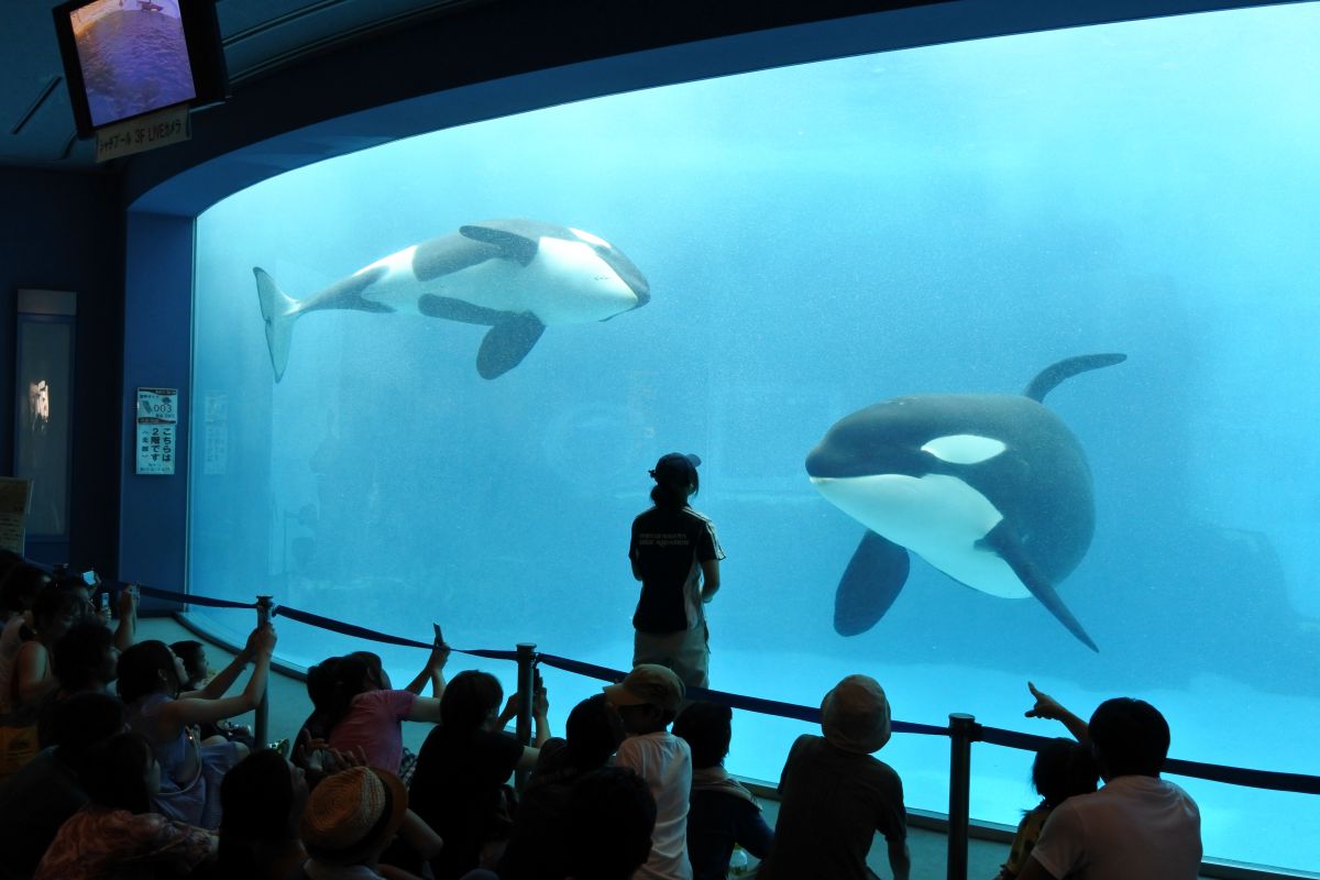 Nikon 1 J5 レビュー No 14 名古屋港水族館 イルカ シャチ水槽 Ganref