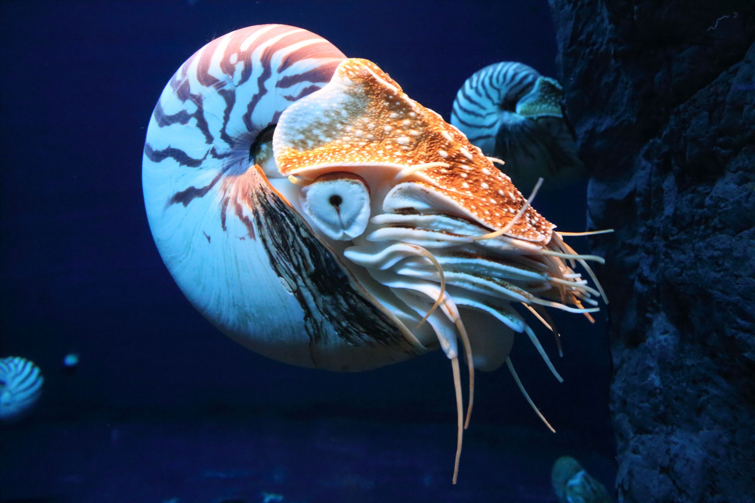 【レア】 標本 タツノオトシゴ オウムガイ オウム貝 ヒレシャコガイ ホネガイ レア】 標本 タツノオトシゴ オウムガイ オウム貝 ヒレシャコガイ