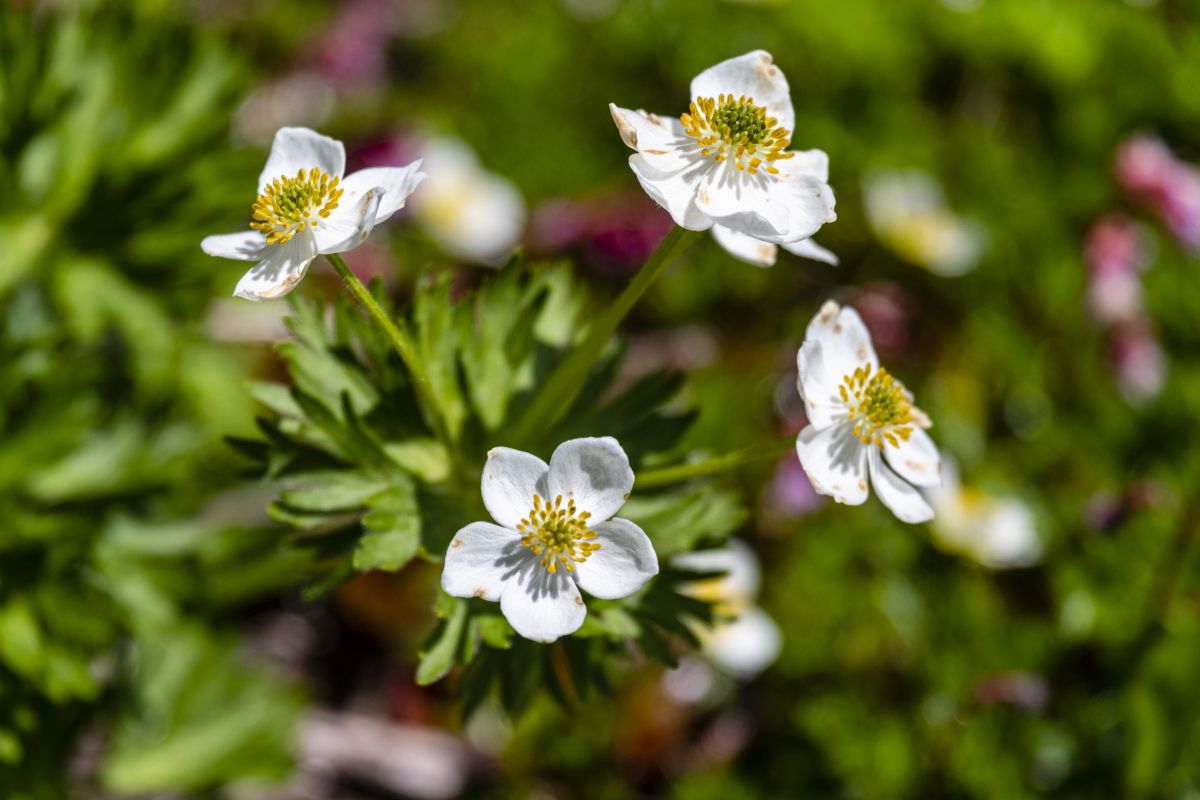 ハクサンイチゲ GANREF