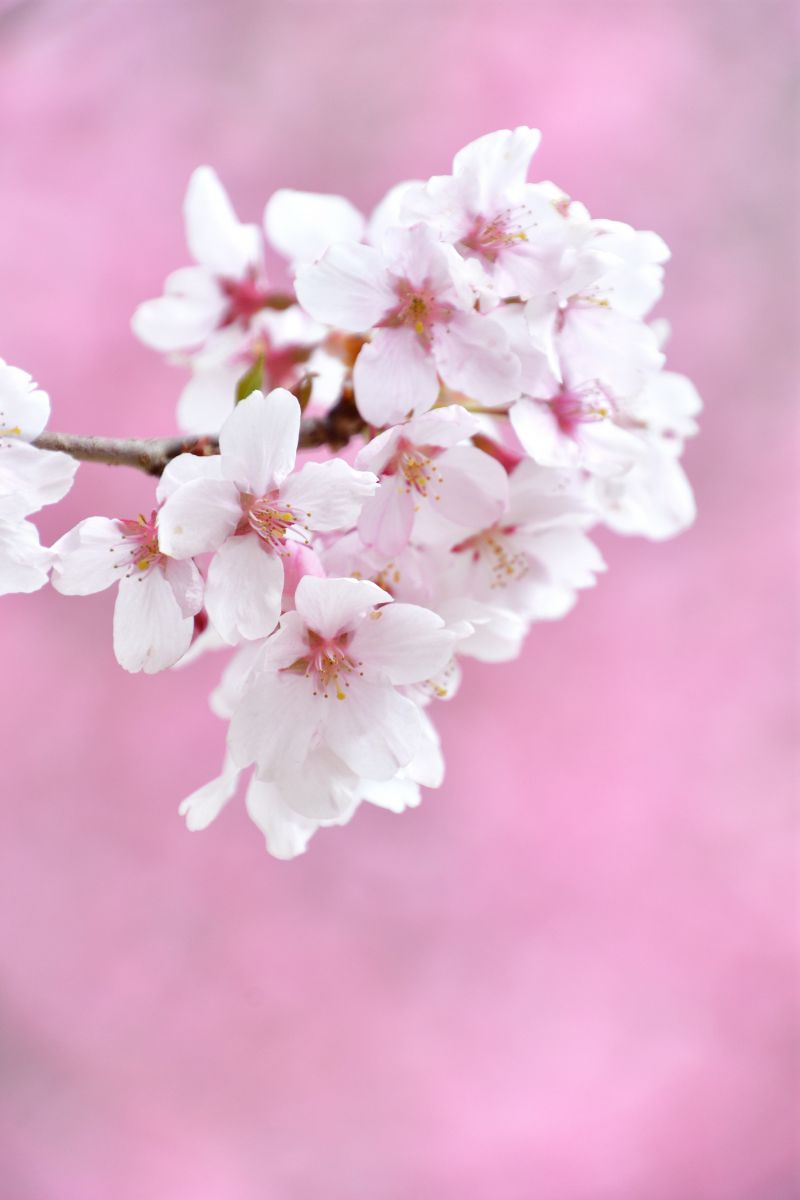さくらいろ 植物 花 花びら Ganref