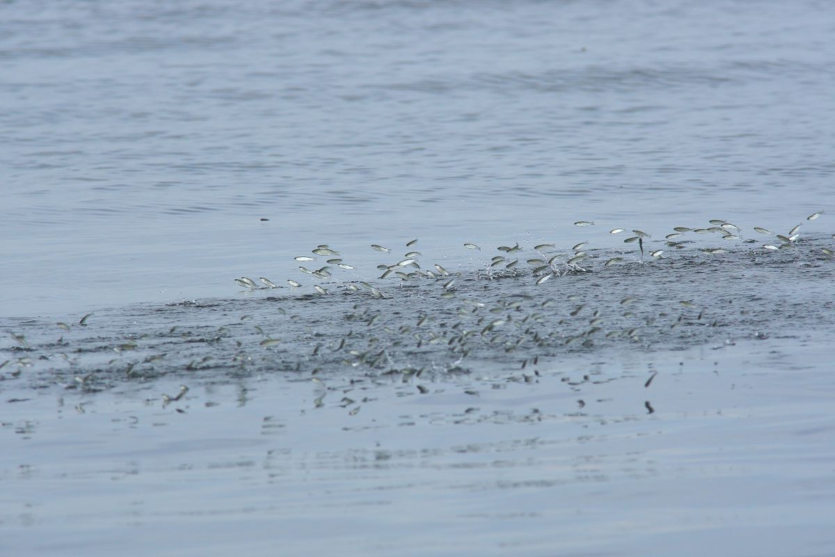 トビウオ 動物 魚類 Ganref