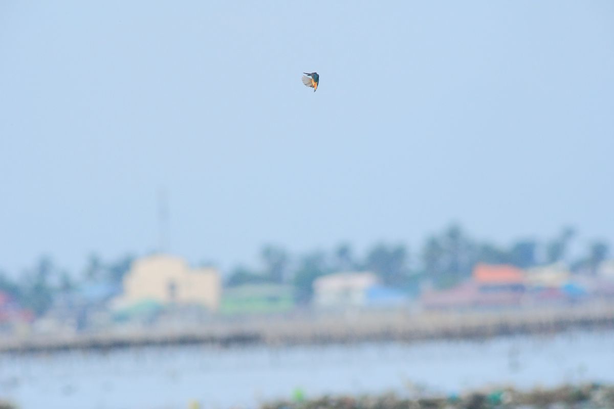 未確認飛行物体 動物 鳥類 Ganref