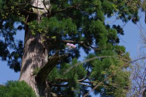 国宝「三徳山三佛寺投入堂」 | GANREF