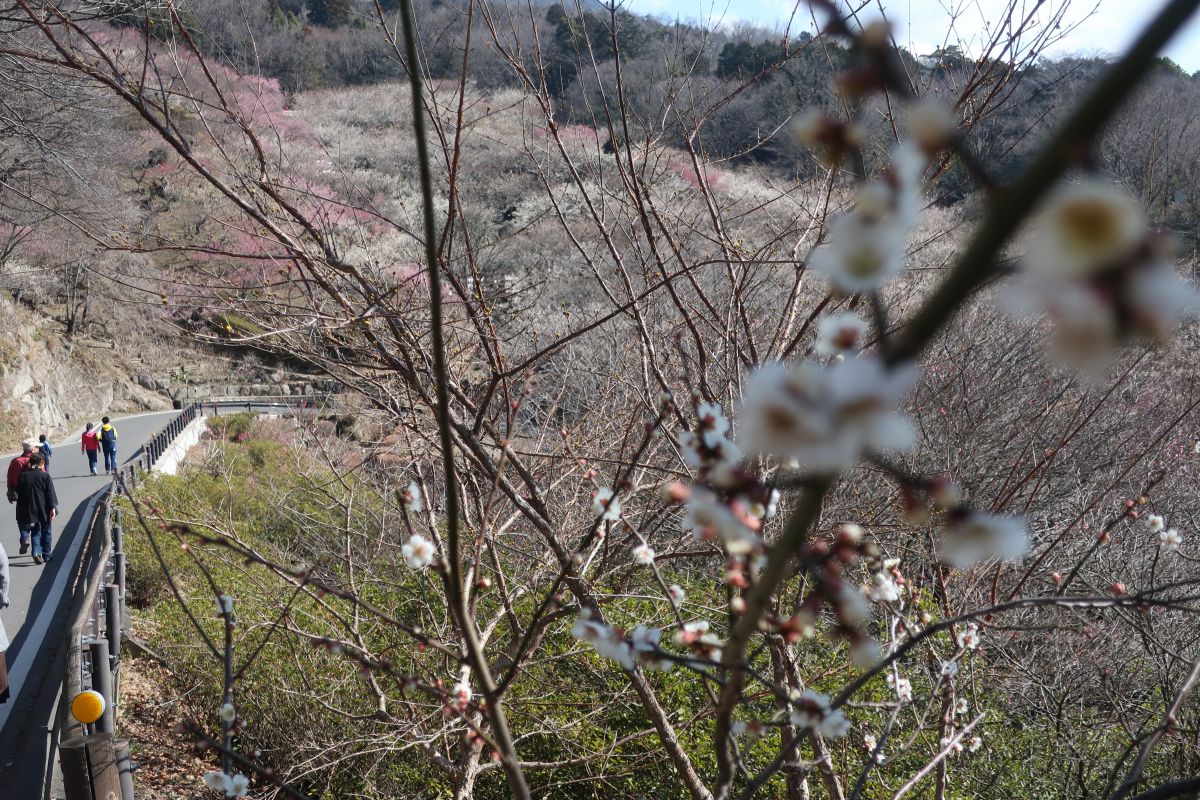 G9 X Mark Iiレビュー No 12 Scn 背景ぼかしモードを活用する Ganref