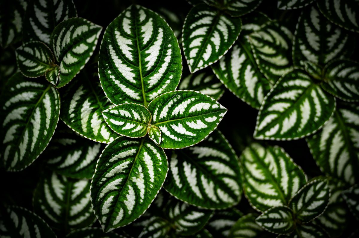 Leaf | GANREF