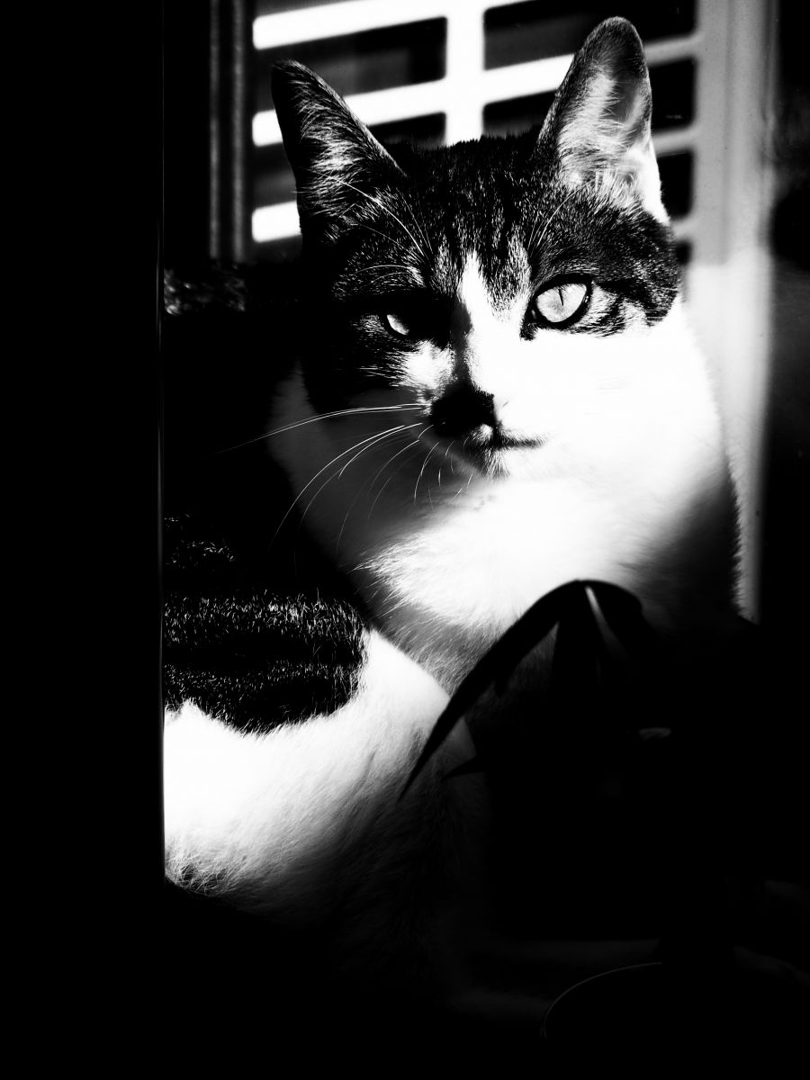 シャキッと真顔 動物 猫 Ganref