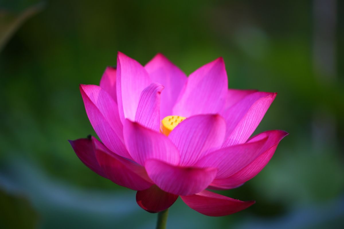 輪廻転生 植物 花 花びら Ganref