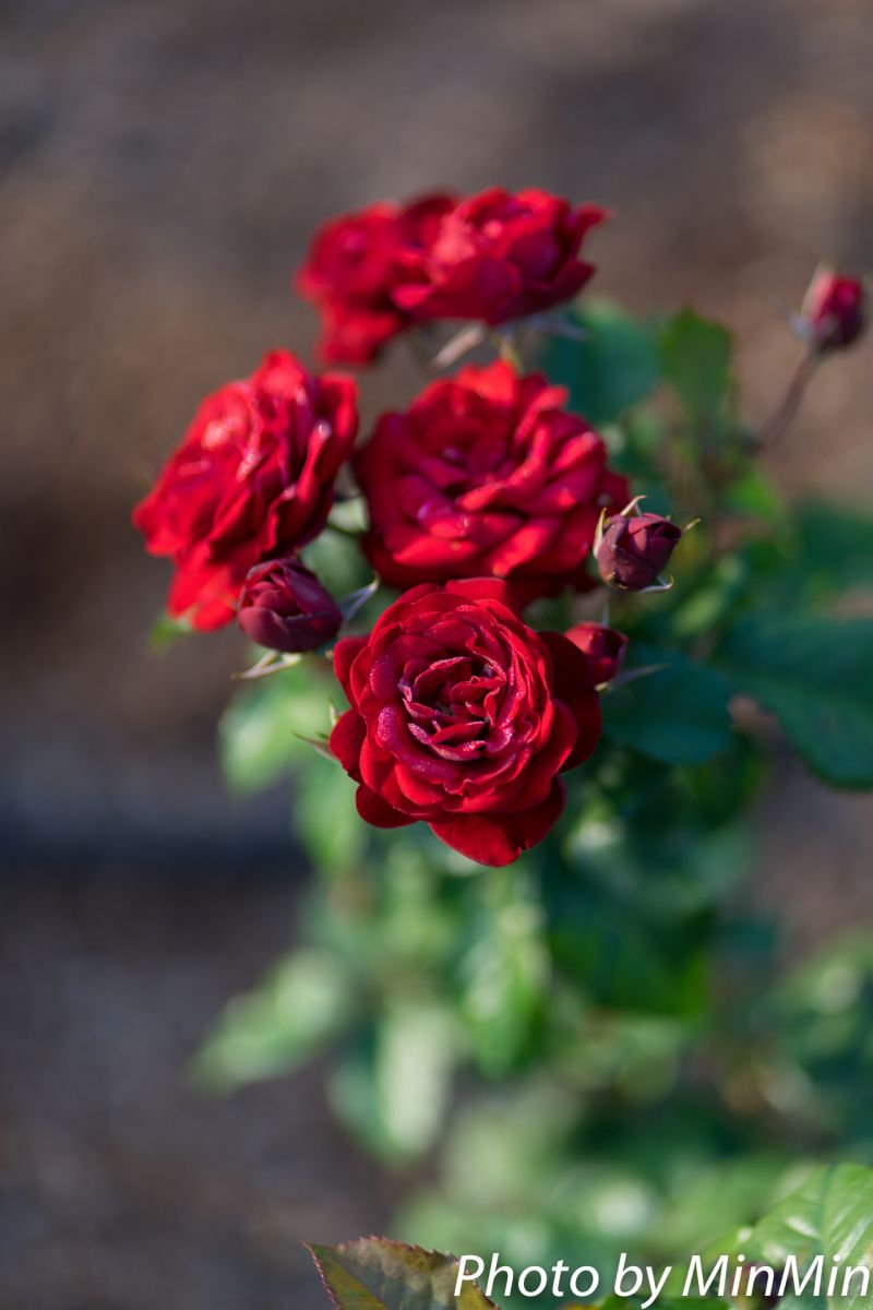 赤い薔薇 植物 花 花びら Ganref