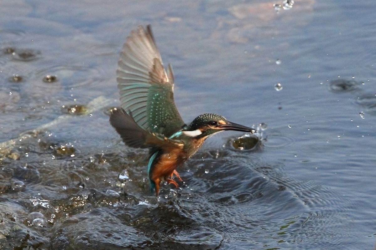捕ったジョーッ エッ ちーさっ 組2 2 動物 鳥類 Ganref