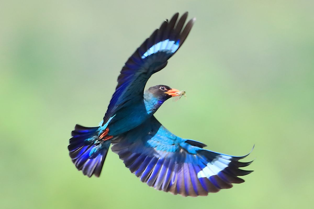 ブッポウソウ 06 動物 鳥類 Ganref