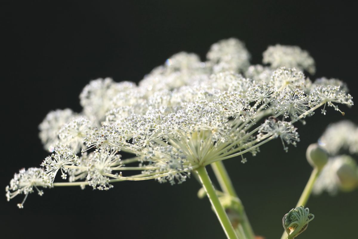シシウド 01 植物 花 花びら Ganref
