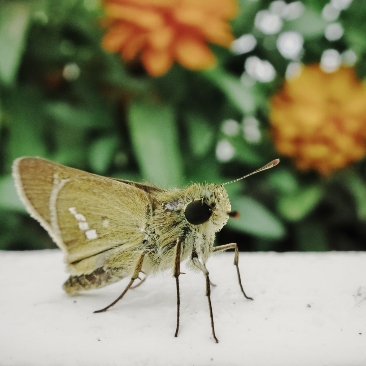 可愛らしく 動物 虫 昆虫 Ganref