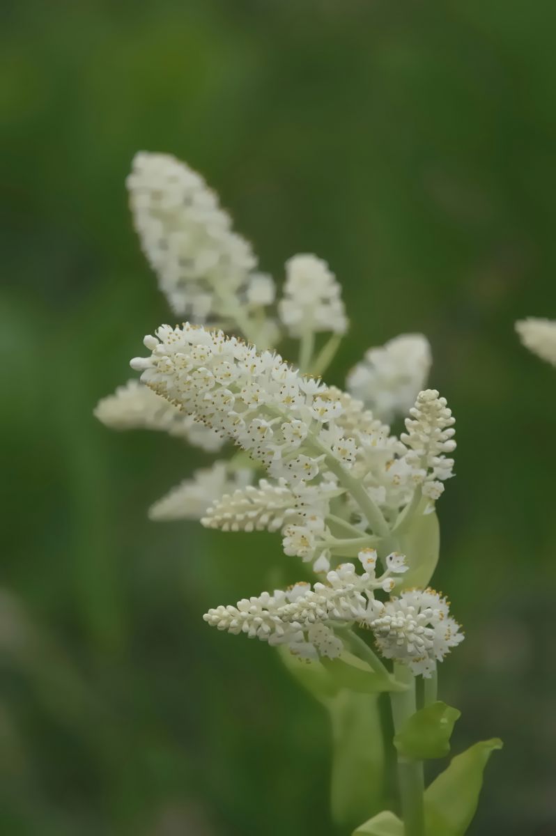 咲年のコバイケイソウ 植物 花 花びら Ganref