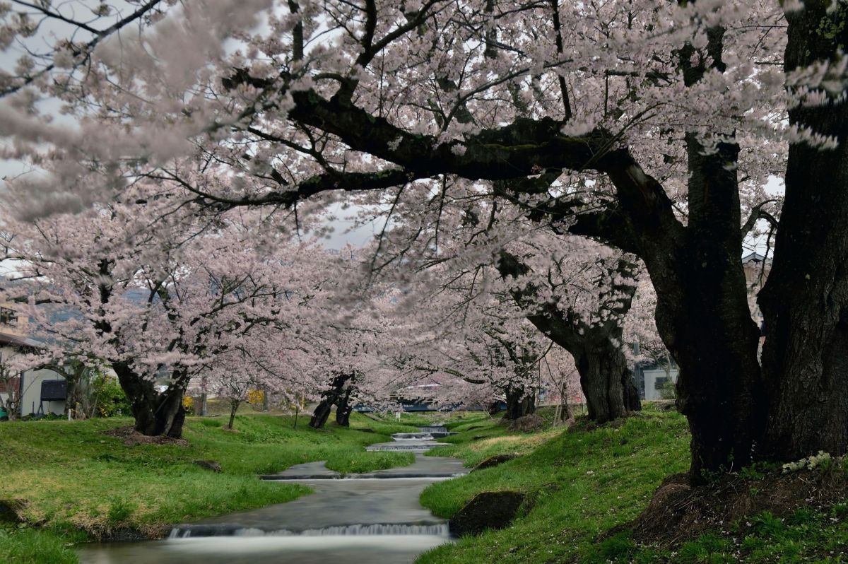 観音寺川の桜 GANREF