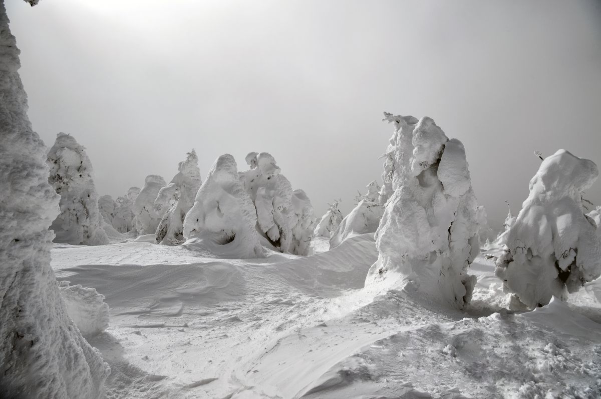 山形蔵王 樹氷 自然 風景 山 Ganref 山形蔵王 樹氷 自然 風景 山 Ganref