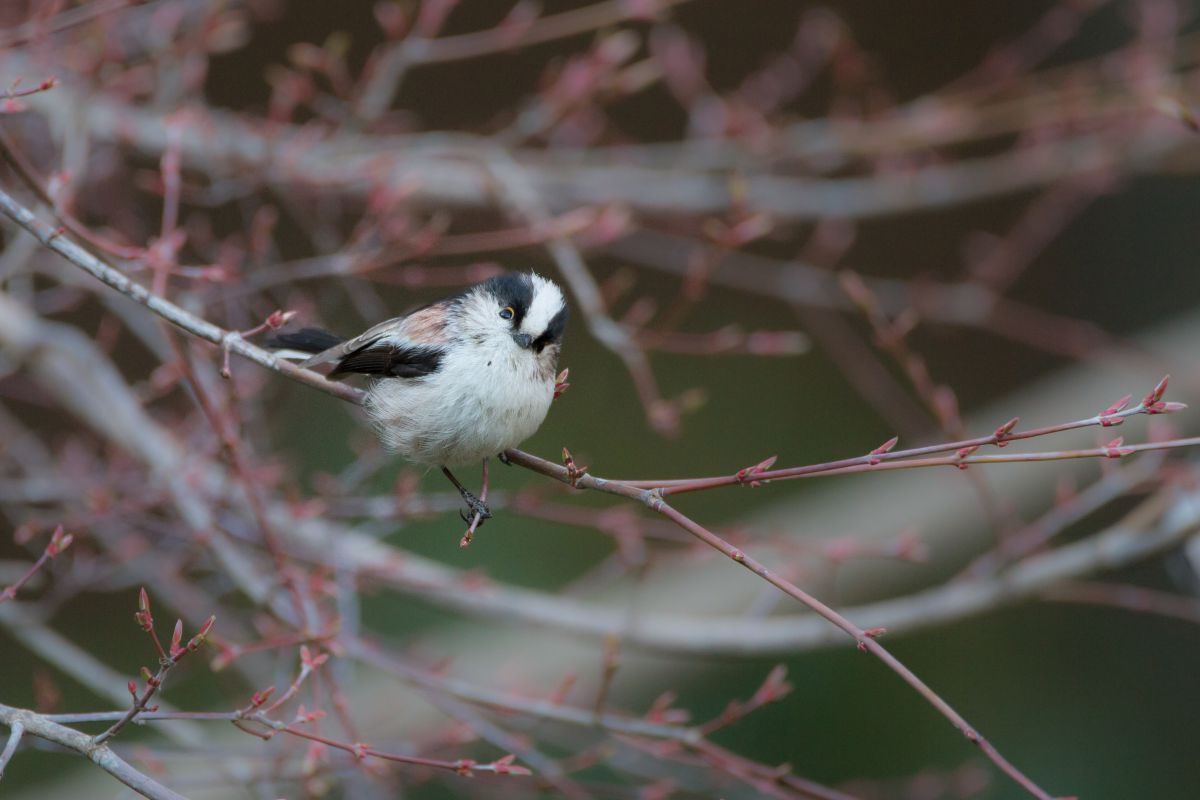 SIGMA 150-600mm F5-6.3 DG OS HSM ［Contemporary］で野鳥 | GANREF
