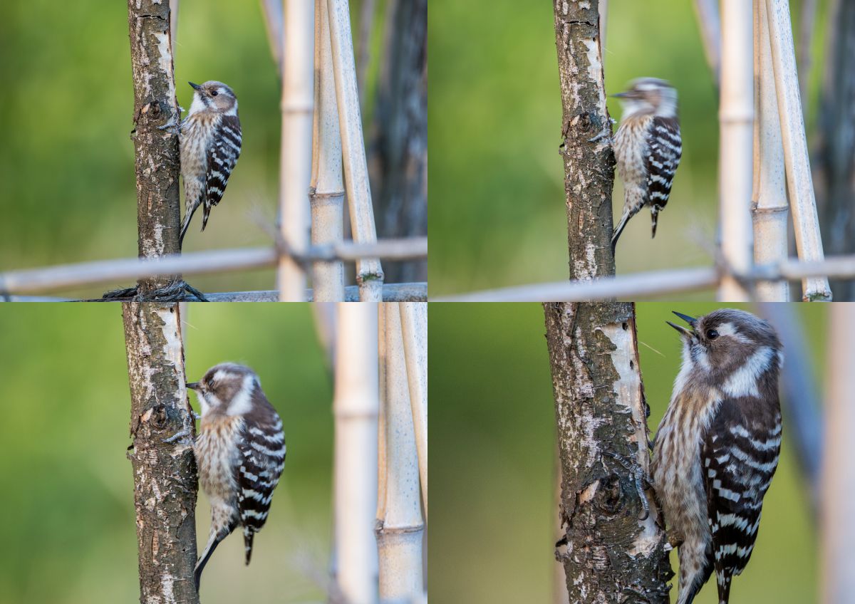 SIGMA 150-600mm F5-6.3 DG OS HSM ［Contemporary］で野鳥 | GANREF