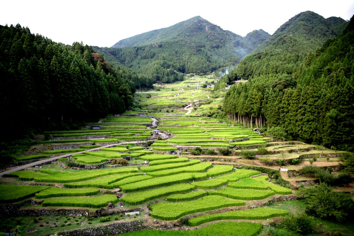 だんだん畑 自然 風景 山 Ganref