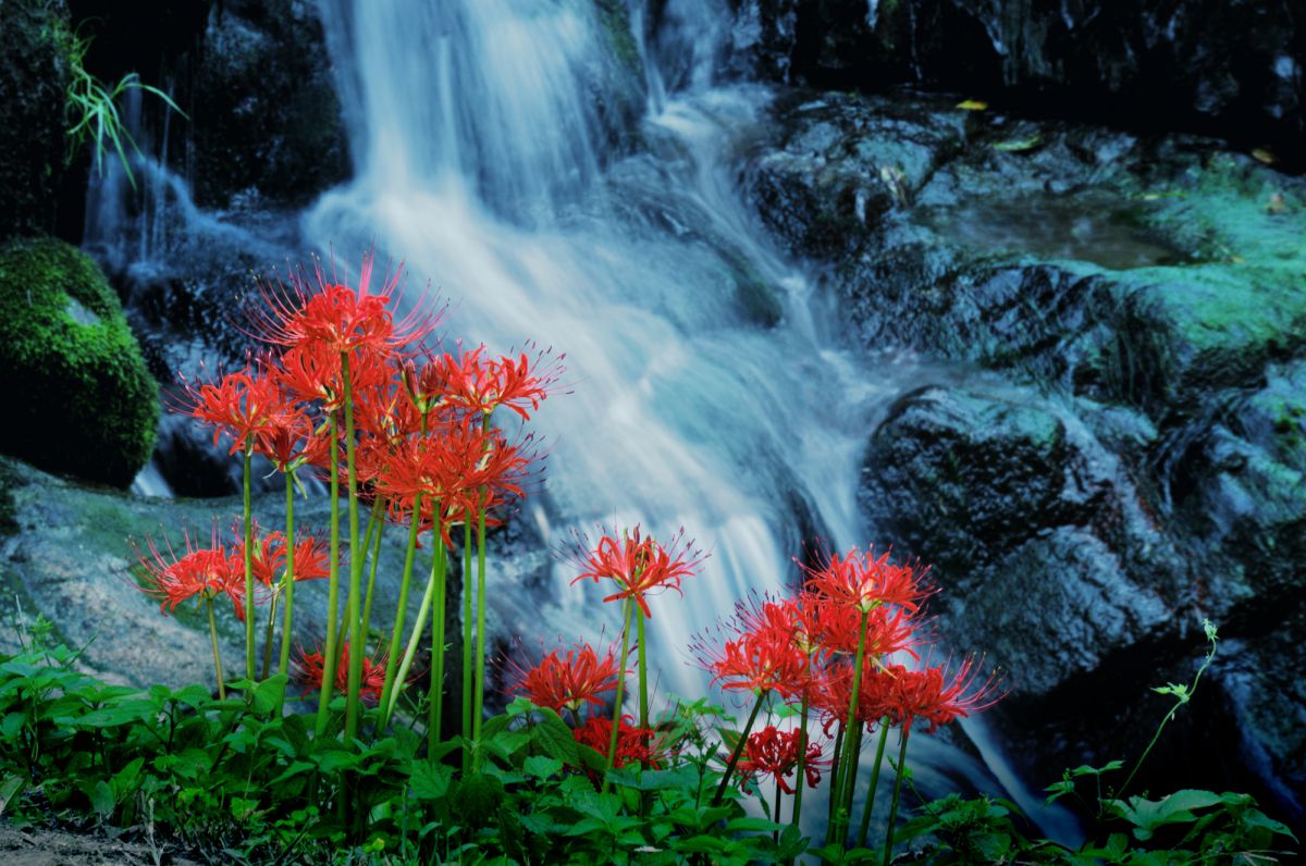 彼岸花 明日香村 植物 花 花びら Ganref