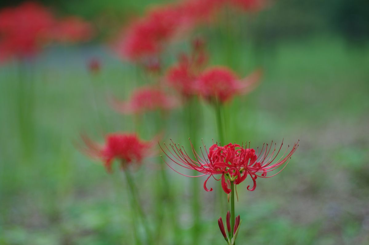 彼岸花 赤 昭和記念公園 植物 花 花びら Ganref