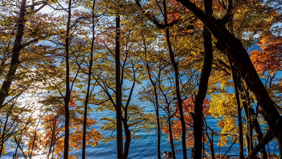 XCD 2,5/55Vで撮影された写真 | 写真検索 | GANREF