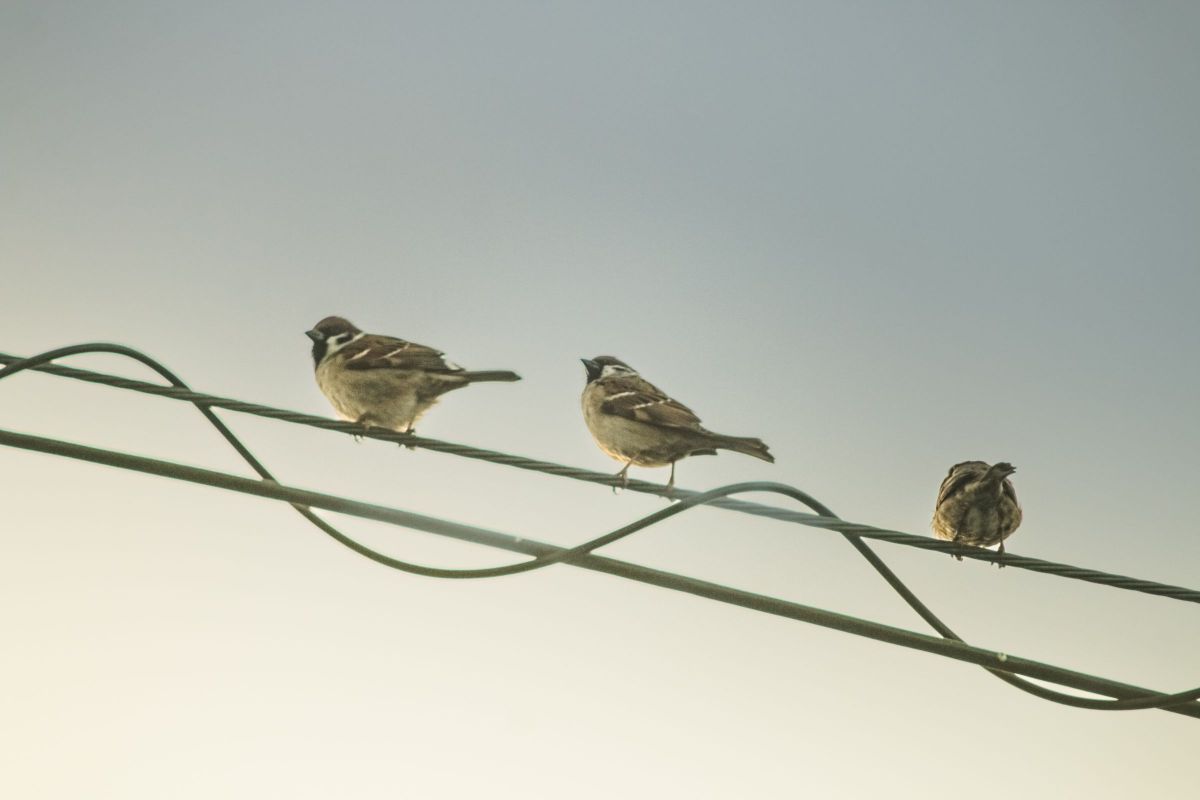 APO 135-400mm F4.5-5.6 DGで撮影された写真 | 写真検索 | GANREF