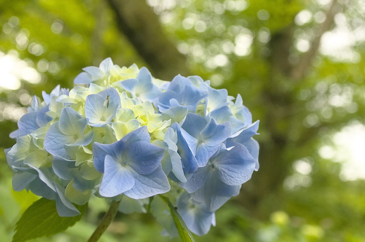 水色あじさい 植物 花 花びら Ganref