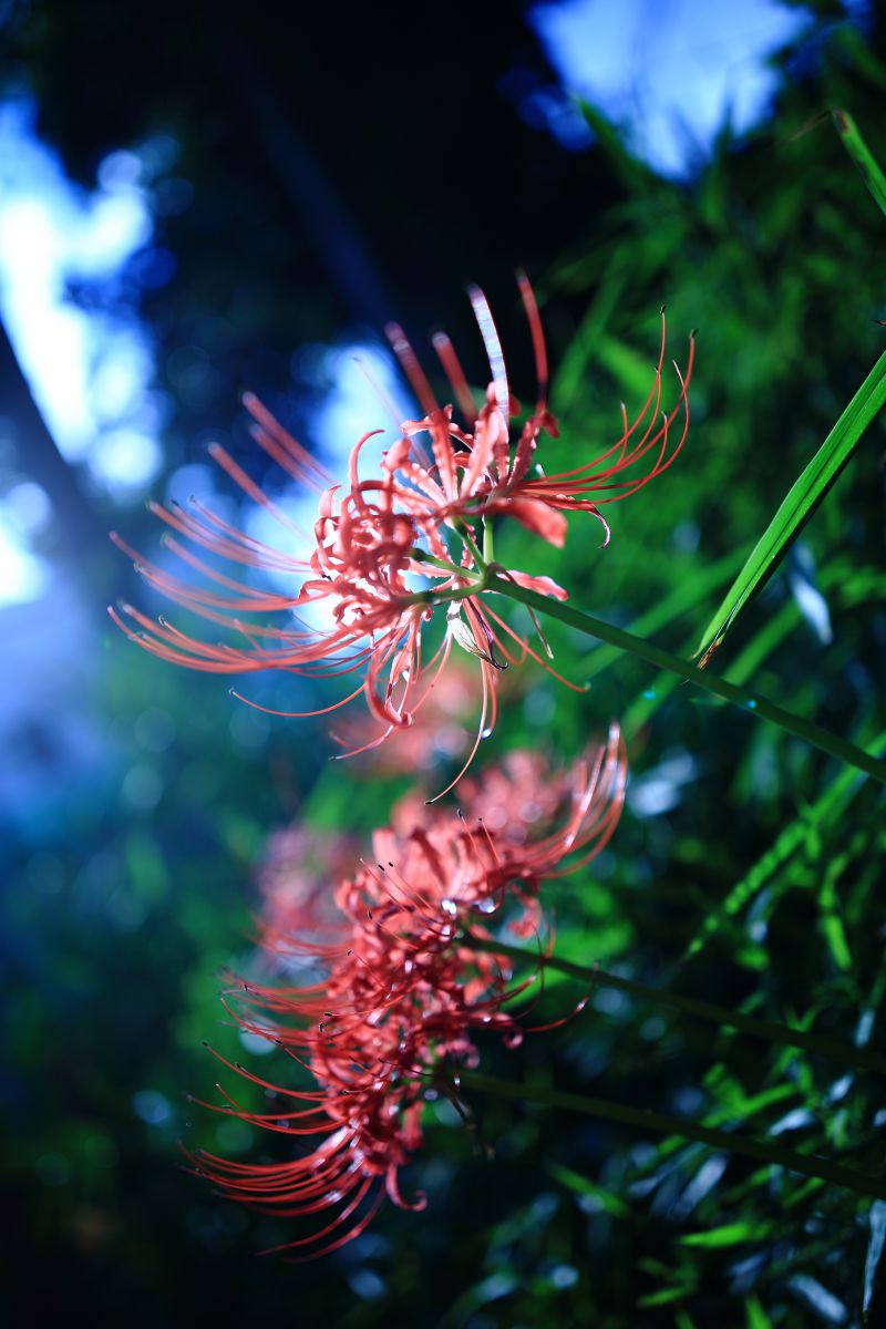 黄泉の国 植物 花 花びら Ganref