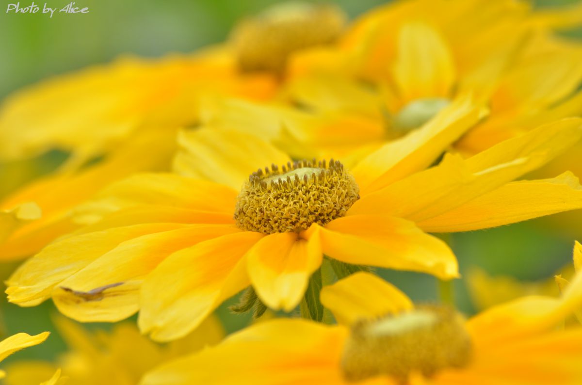 元気出して行こう 植物 花 花びら Ganref