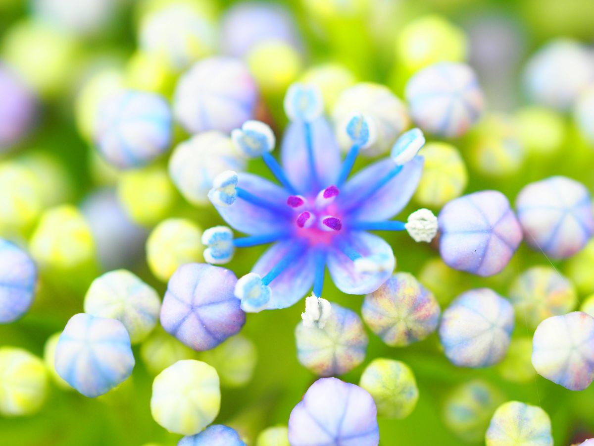 M.ZUIKO DIGITAL ED 60mm F2.8 Macroで撮影された写真 | 写真検索 | GANREF