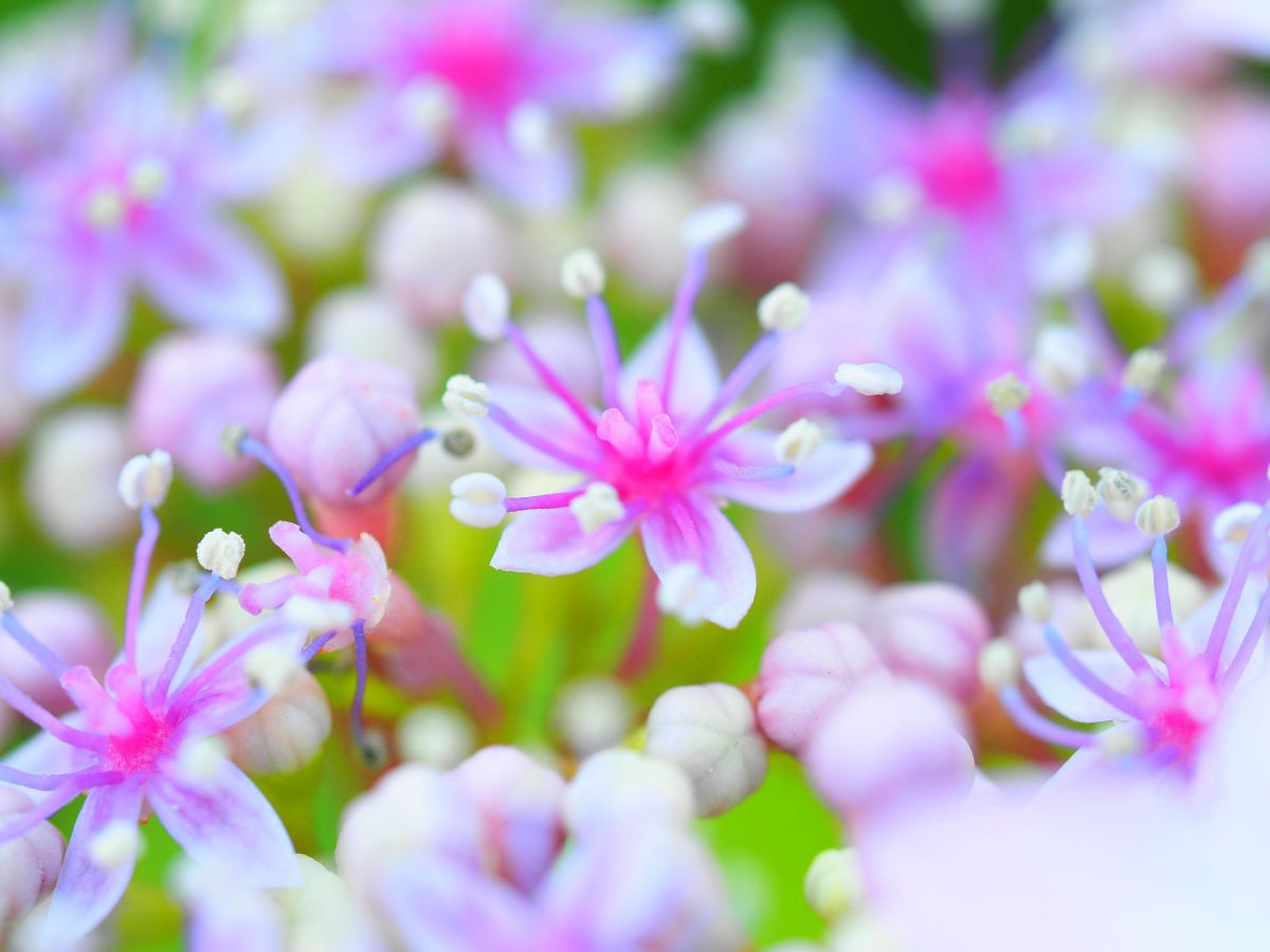 Pink within pink | GANREF