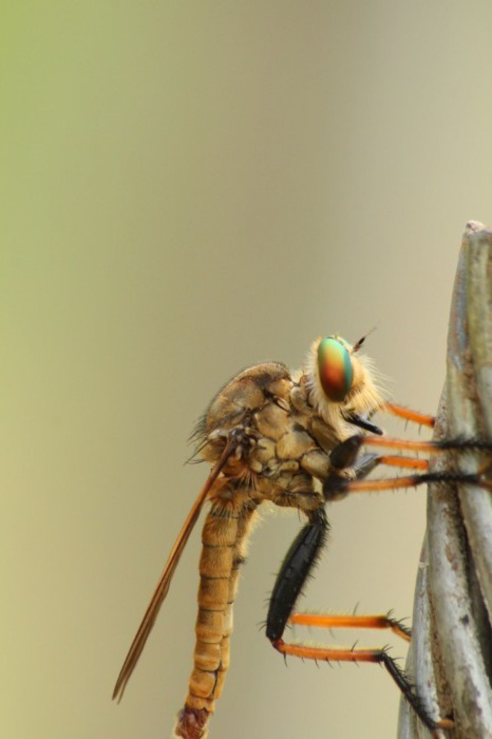 虹色の眼球 | GANREF