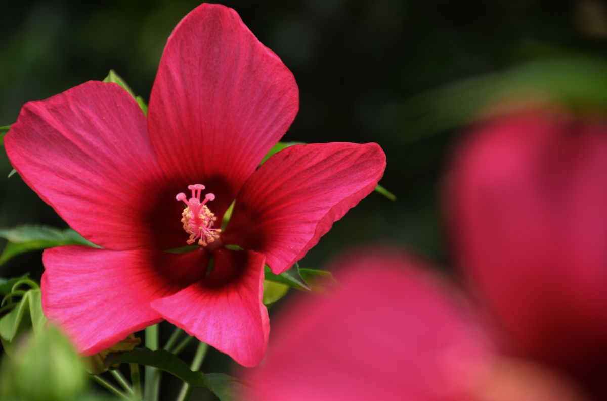 優しい夏色 植物 花 花びら Ganref