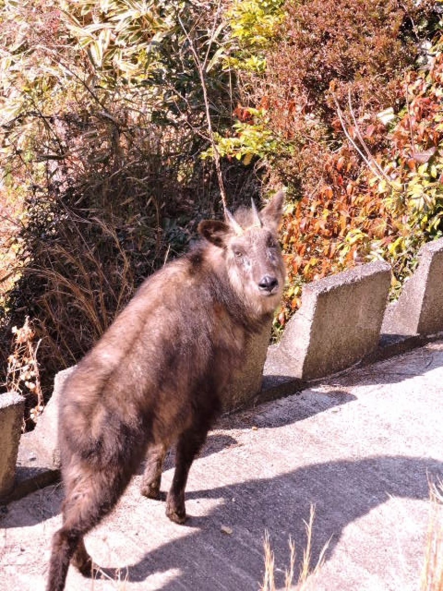 リアルシシ神様 動物 その他の陸の生物 Ganref