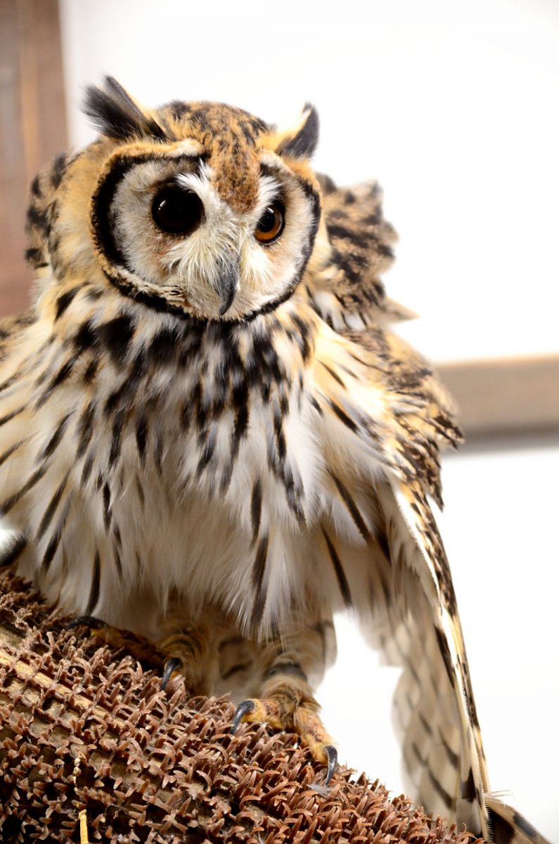 ミミズク 動物 鳥類 Ganref