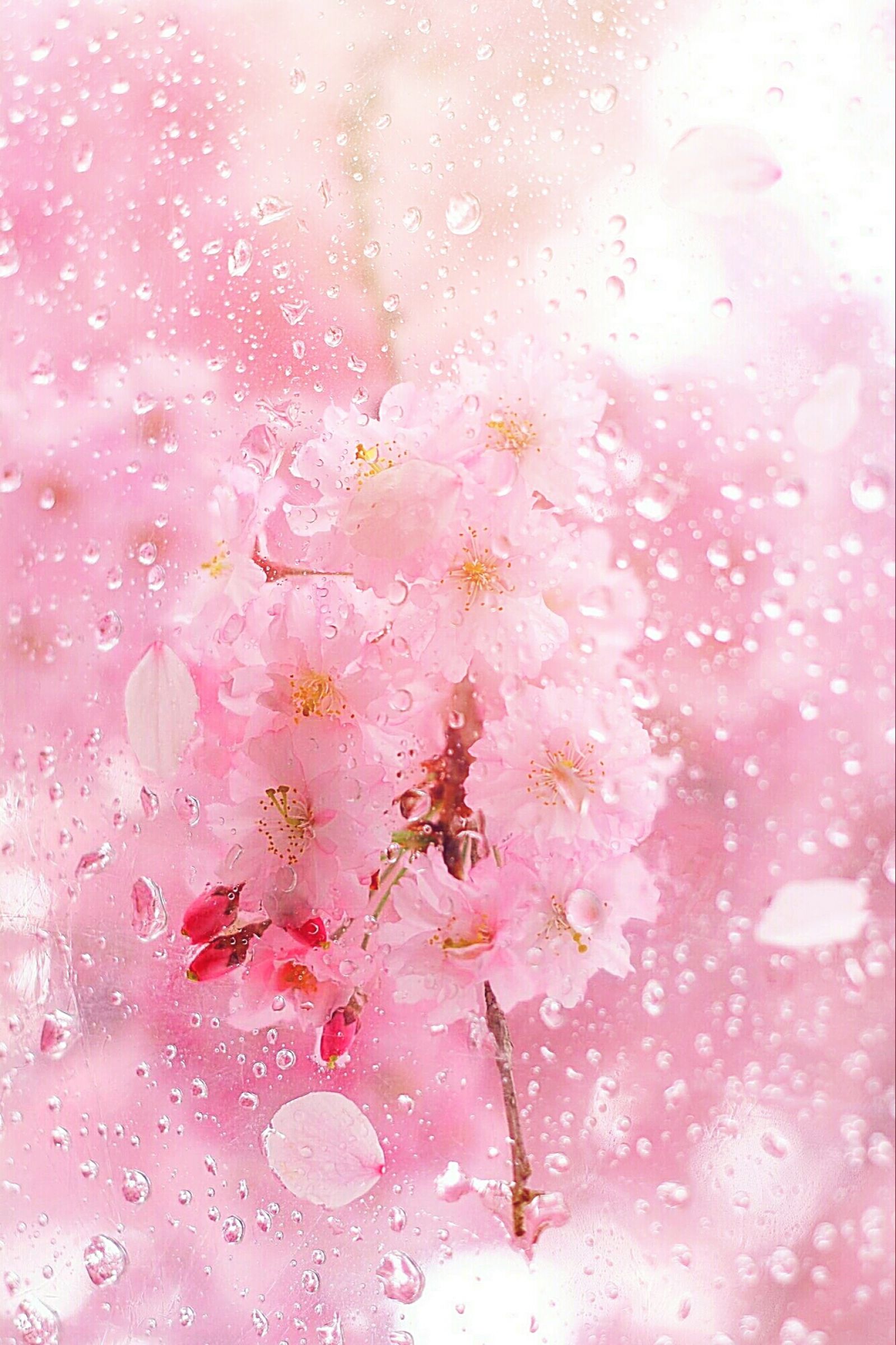 桜雨 ＊* | GANREF
