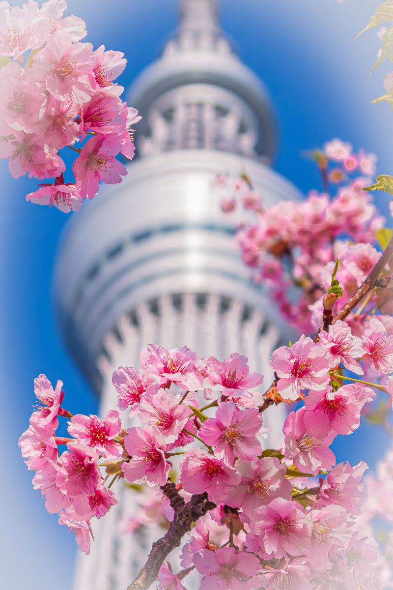 桜と巨塔 その1 GANREF