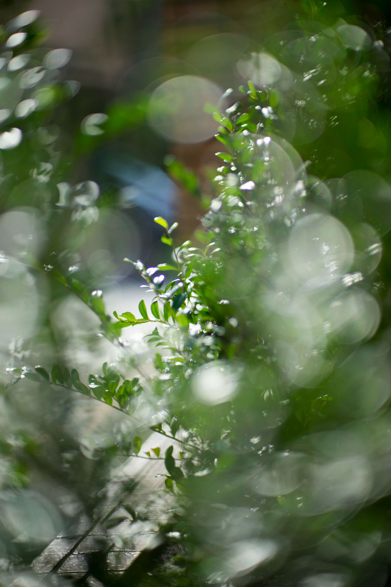 SPEEDMASTER 85mm F1.2】作例 | GANREF