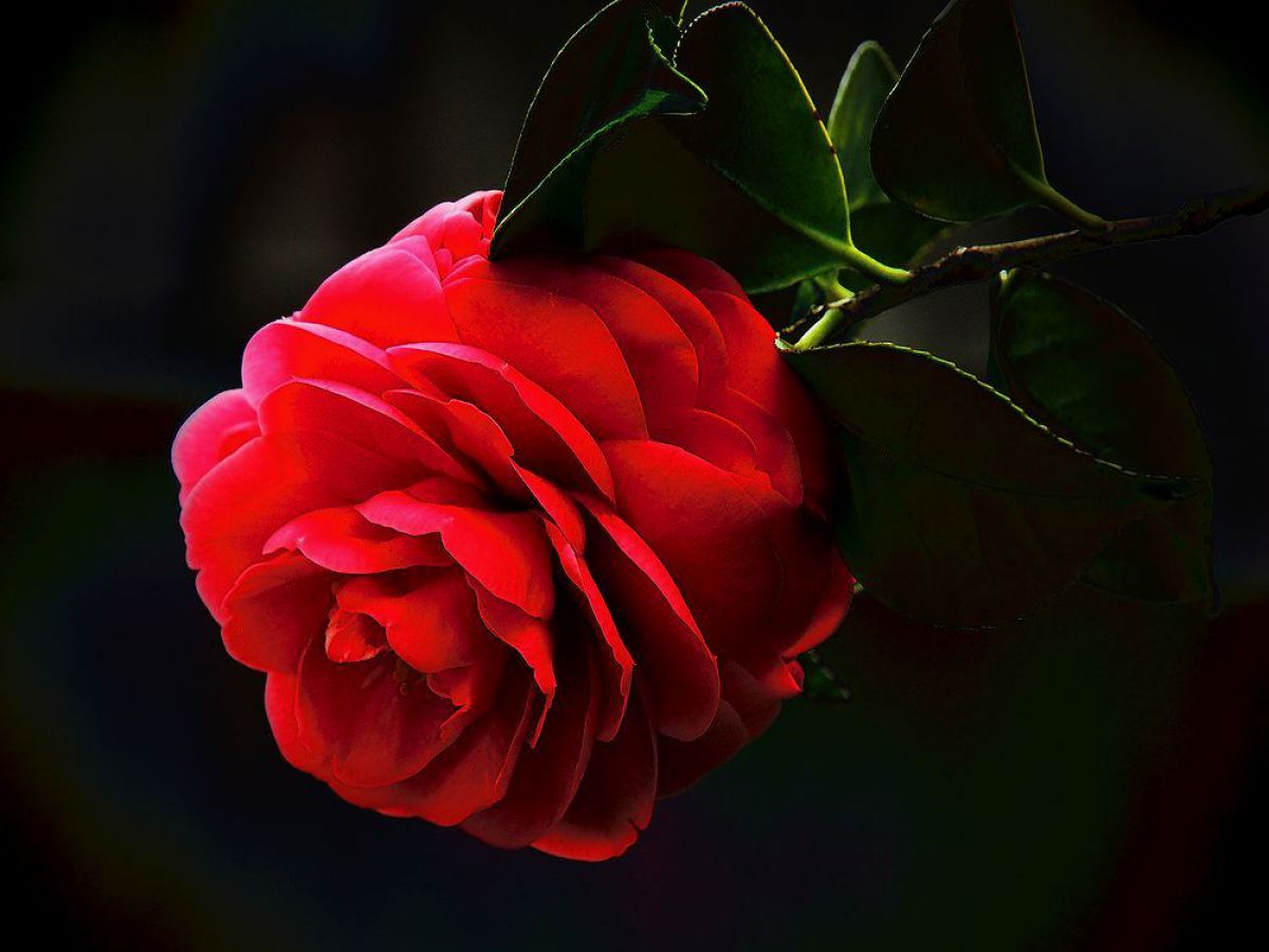 一輪の椿 植物 花 花びら Ganref