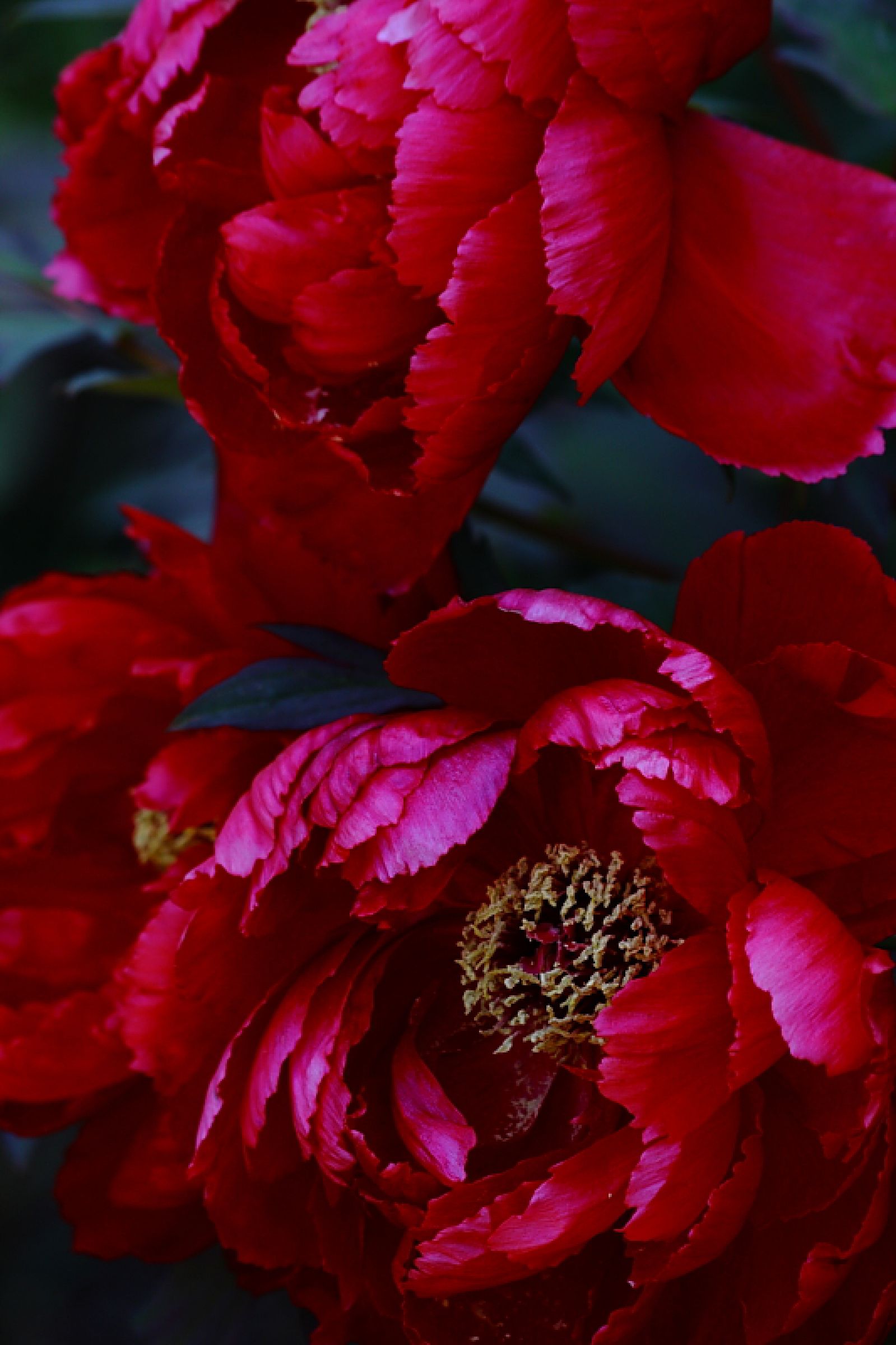 深紅の牡丹 | GANREF