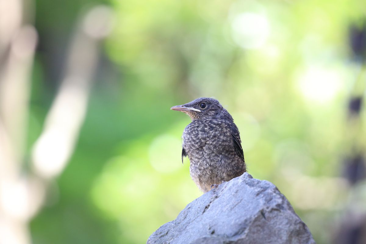 イソヒヨドリの雛 動物 鳥類 Ganref