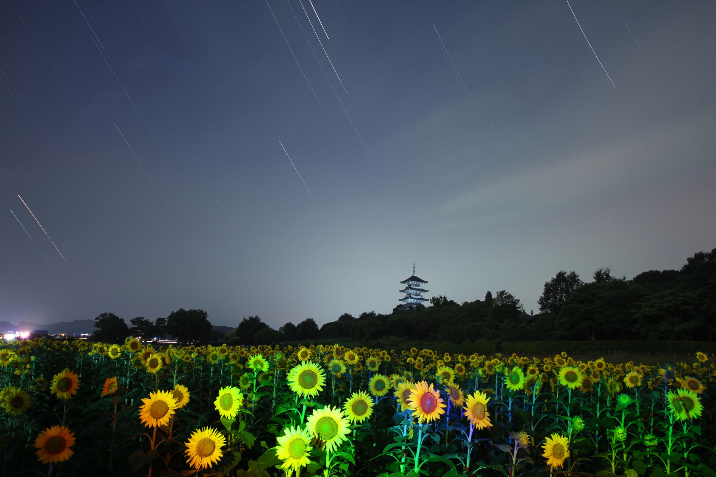虹色ひまわり、古都に咲く♪ | GANREF