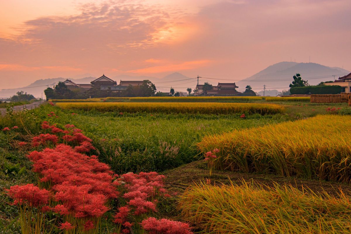 大判　elte エメラルドの夜 大判 elte エメラルドの夜 大判 elte エメラルドの夜 エルテ